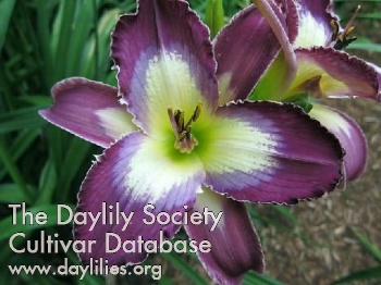 Daylily With You I Have Fun